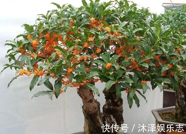 无花果|路边遇到4种花,别放过,掰个枝子长一盆!观叶赏花又好吃