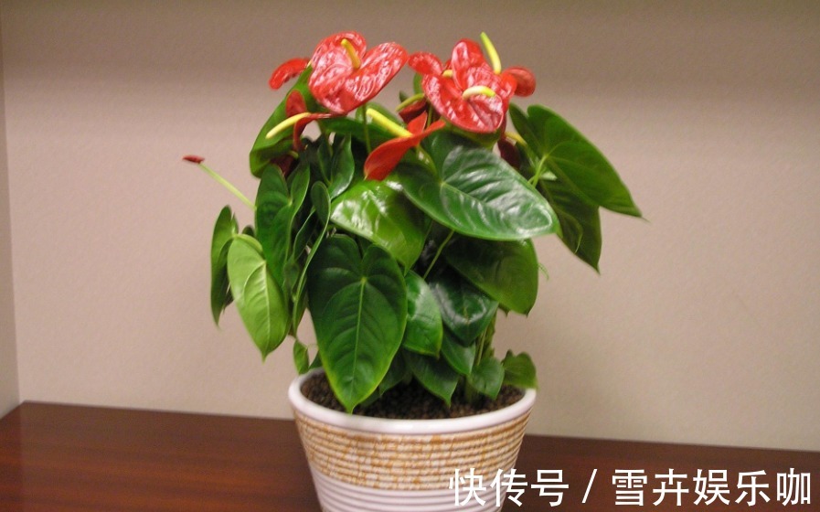 养花入门小知识:给盆栽浇水有哪些技巧或要求?