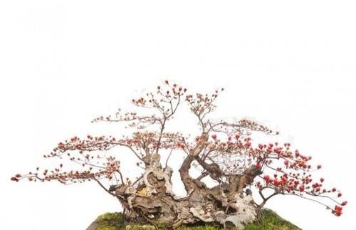 在北方能做映山红盆景？只要抓住这5条，成型快花繁茂