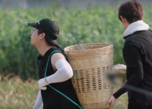 黄磊|张子枫摘菠萝摔倒,谁注意第一个冲过去关心的人偶像剧都没这么甜