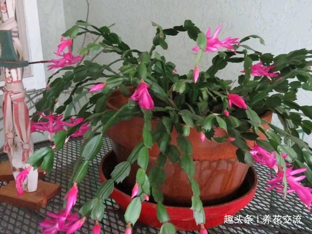 室内蟹爪兰四季养护操作，繁殖和促花技巧教给你，看你能学多少