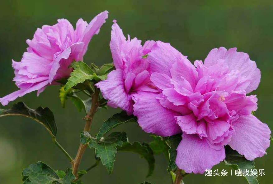 此花朝开暮落,宛如昙花一现般美妙绝伦,寓意为美丽永恒