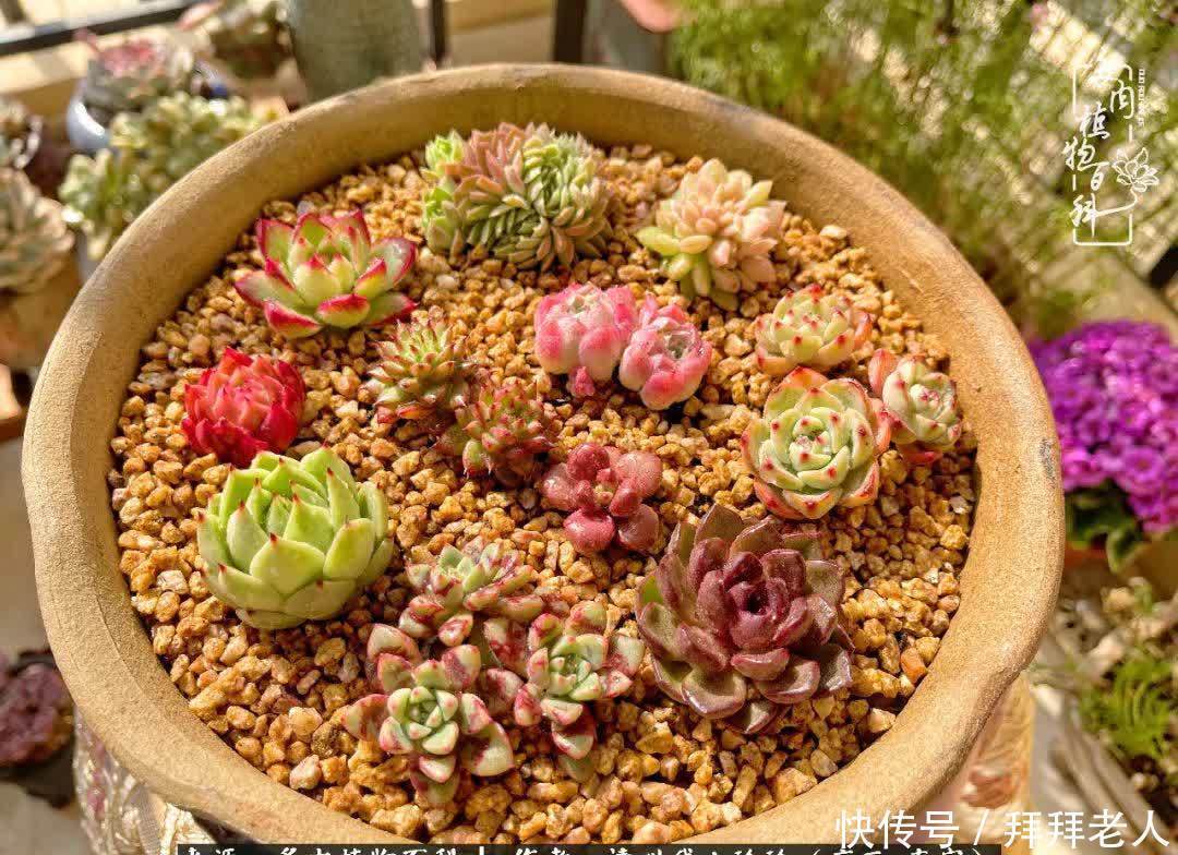 多肉与我,不负时光韶华!