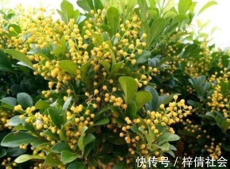 家里养4种花，沾土就活，一养就养爆，直接变成“小花园”