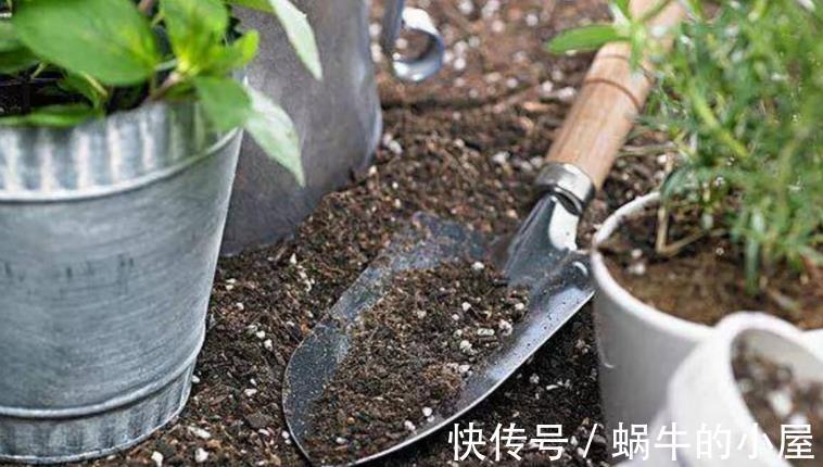 花卉|秋季养花换盆土:从准备到服盆,期间该注意哪些细节?