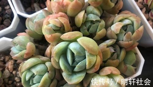 多肉植株|养多肉,不懂该什么时候浇水?凭借这些特征动手就能远离问题