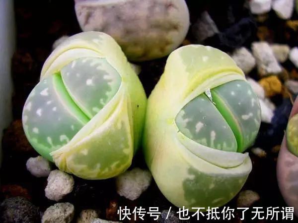 龟甲牡丹|世界上最名贵的花,一盆就是一座房子!