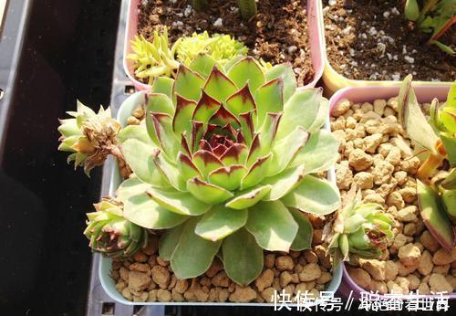 养护|推荐6款多肉植物，皮实又好养，是家庭盆栽佳品，适合新手！