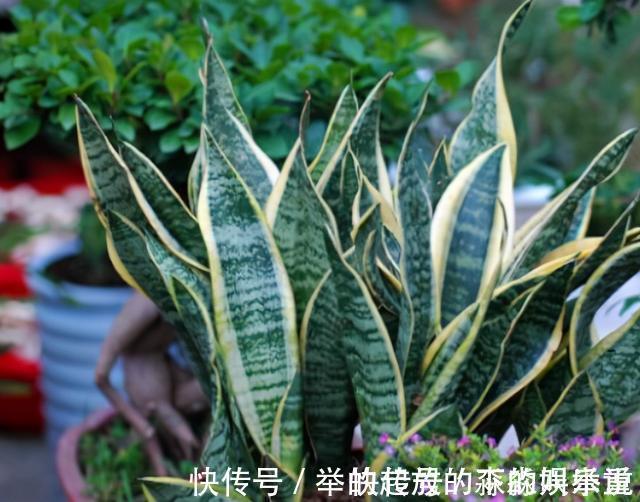 虎皮兰2年不“窜芽”，因为你没有“扒土”，你一个月扒一次试试