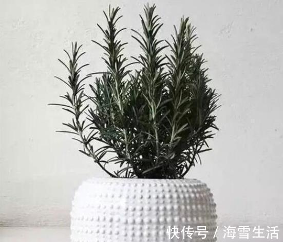 还在按天给花浇水？那你的花离死不远了