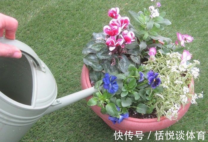 自来水|养花浇了这3种水，结局轻则伤根枯叶、重则浇一盆挂一盆