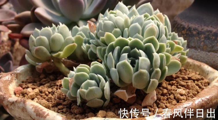 叶子|夏季天热,多肉易黑腐化水?别着急,学会这些问题统统能搞定