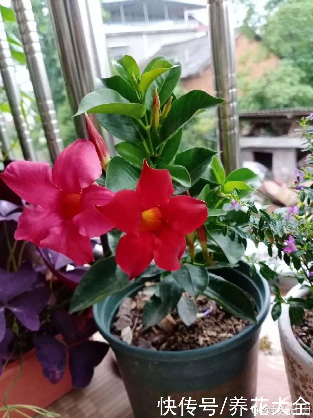 飘香藤|晒不死、热不死的花，越晒花越多，越热长越快