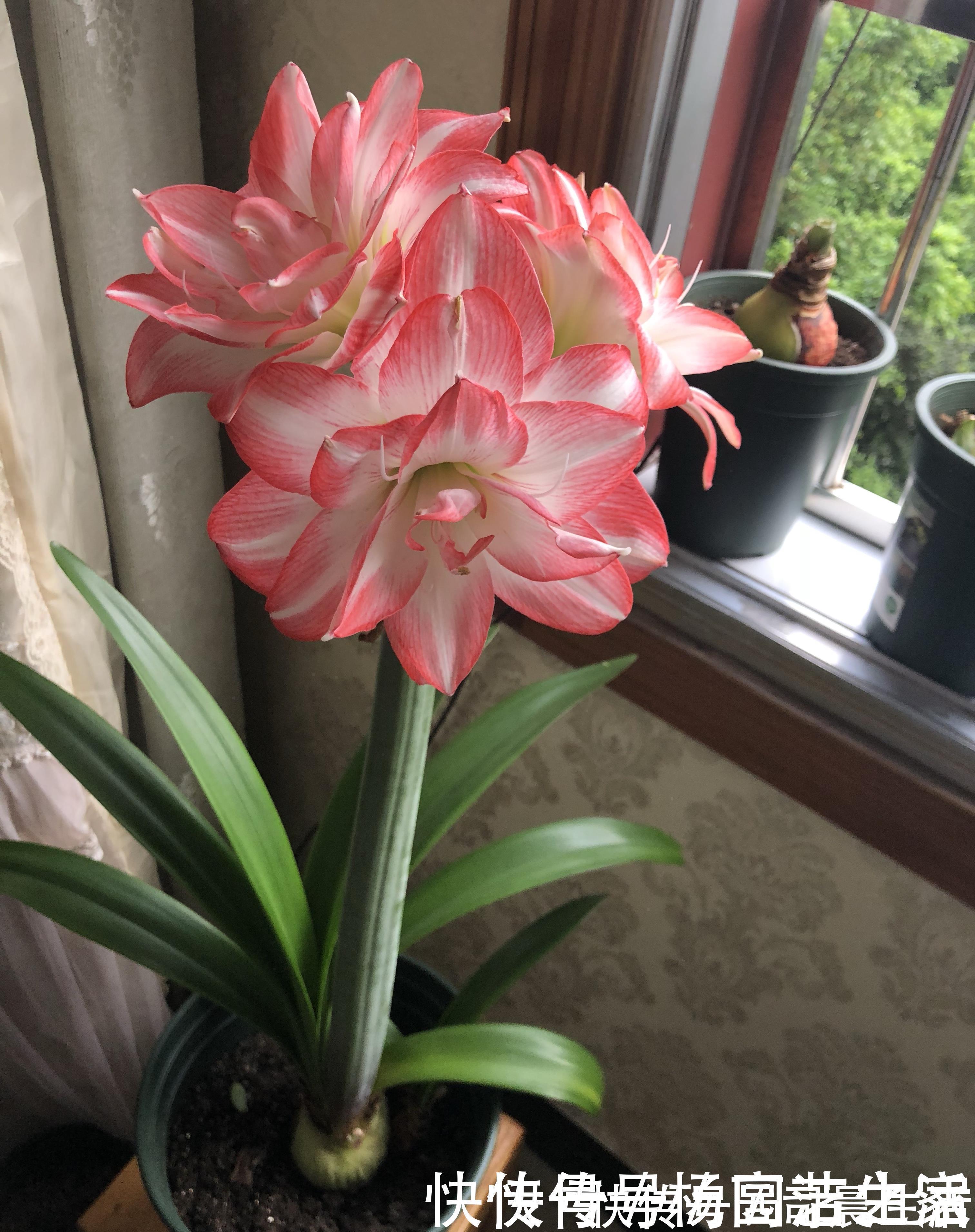洋朱|此花是世界名花，花大色艳，堪比牡丹，皮实好养活，还是盆栽佳品