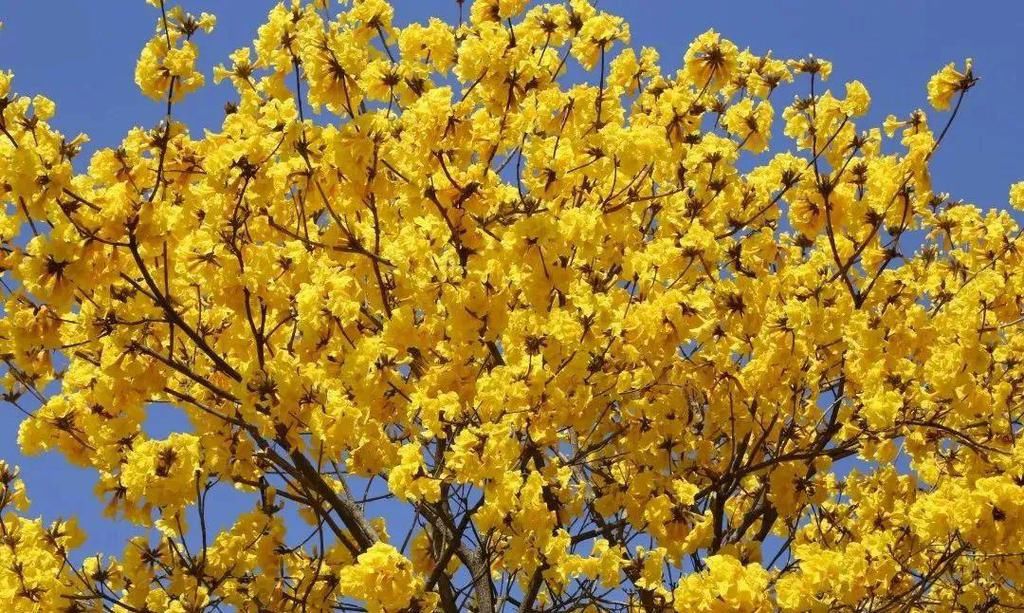 风铃花正如痴如醉 ，静待君赏