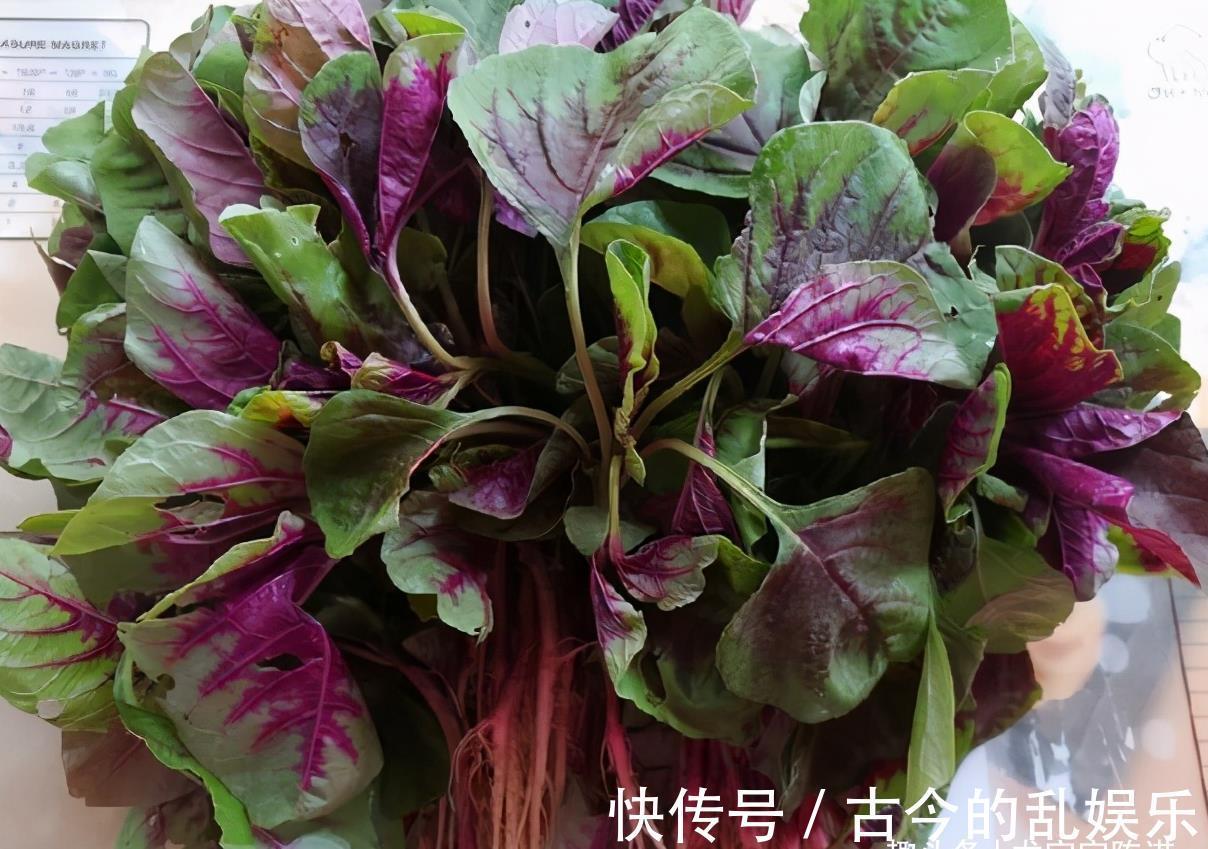 龙宝|夏天这菜金不换,汤汁泡饭营养美味,常吃可减肥轻身