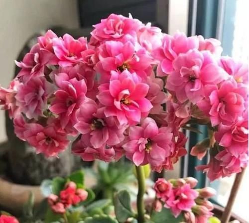 养花|养花就养4种花,漂亮好养,随便养1盆,比香水好闻,比牡丹更好看