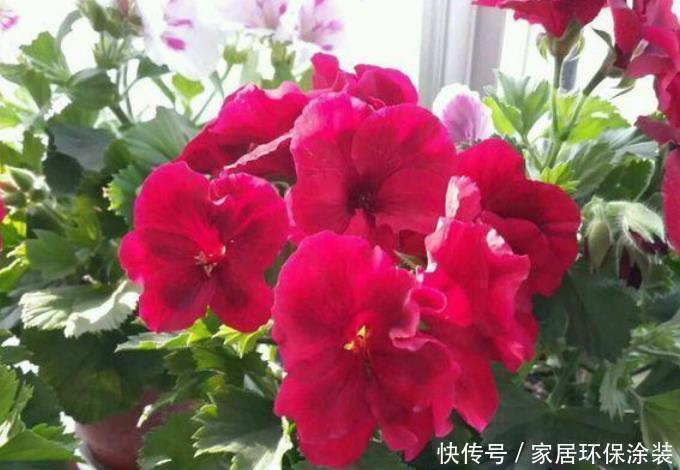 施肥|非常漂亮的4种花，养在家里，一年四季开花不断