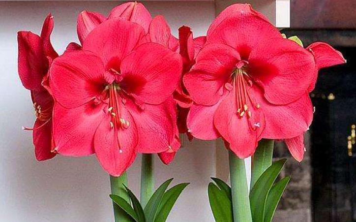 朱顶|都知道朱顶红休眠要“剪叶”,剪叶伤口处理很关键,否则容易烂球