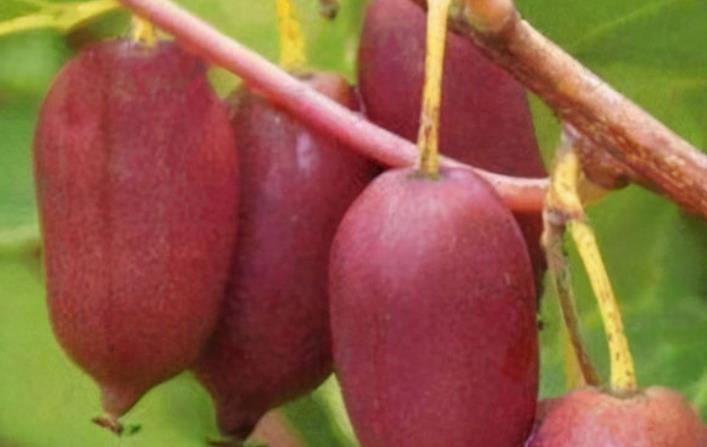 胆固醇|女性养生要会吃,坚持吃以下食物,排毒清肠、美容抗衰,预防便秘