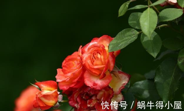 北方地区|北方种月季就是比南方好养又好看，别不服气，三个原因摆在这里
