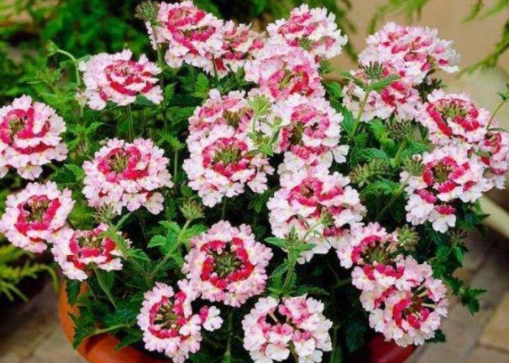 富贵|4种旺运花,吉祥添富贵,开起花来拦不住,美不胜收,你养了吗