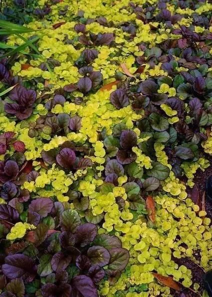 10种出彩的庭院地被花儿，最适合的才是最好的