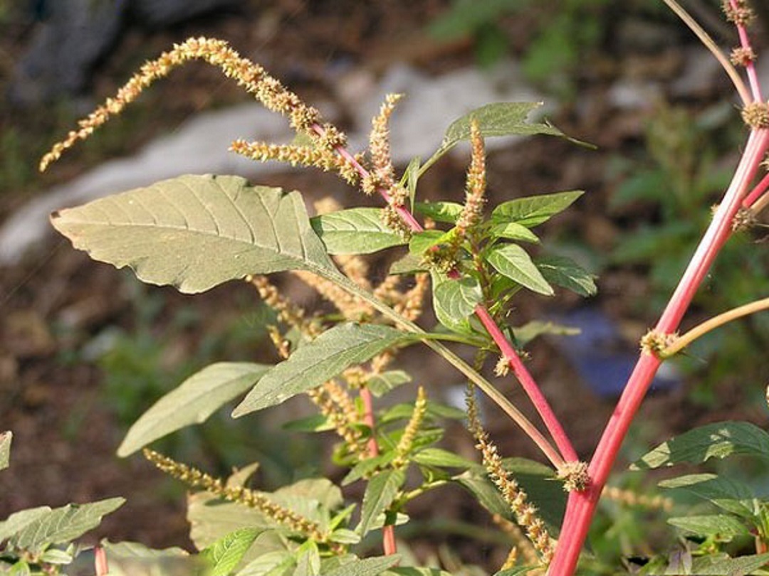 药效|农村常见野草，好吃又好用，药效顶呱呱，被人们称作“仙草”