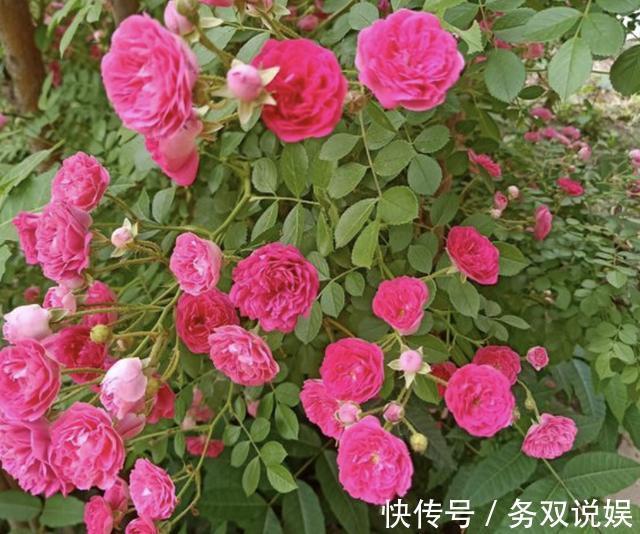 家里的3种“肥水”，放着没用，浇在花盆上就是“营养液”，值