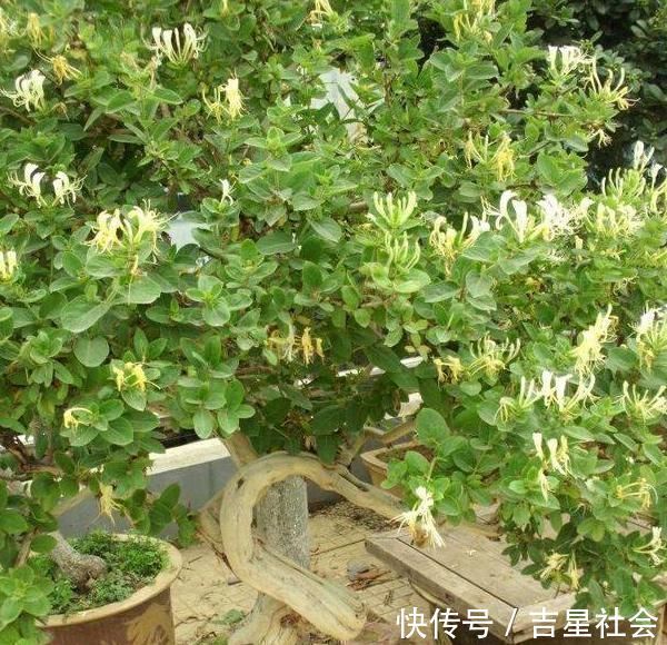 马齿苋|聪明人什么花也不养，却去养这“4种”植物，难怪身体越来越好