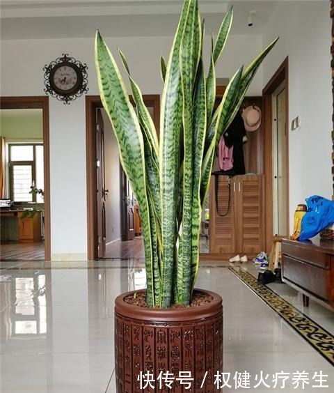 虎皮兰浇2种“水”，蹭蹭长得旺，冒芽一个接一个！