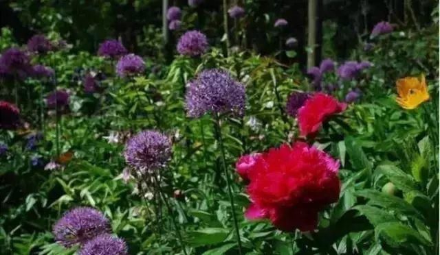 这才是花园应有的样子！