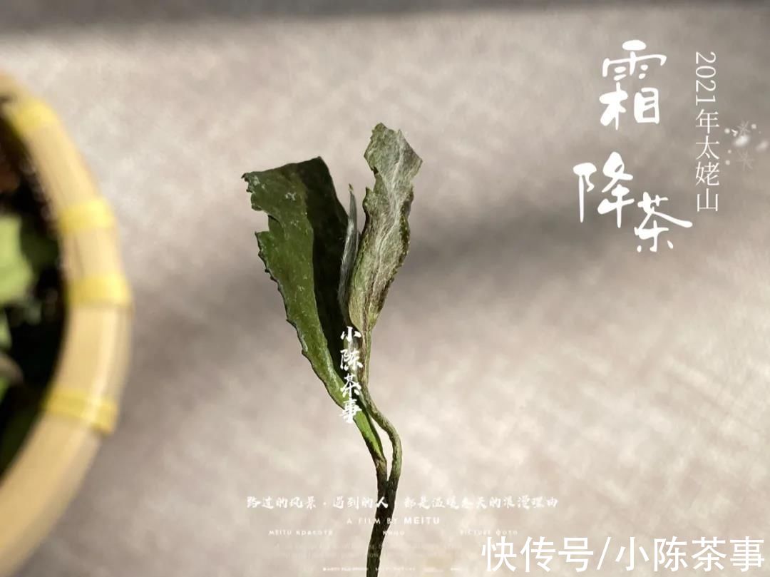 白毫银针有芽头，白牡丹有芽头，那么寿眉有吗？实拍图拿给你看