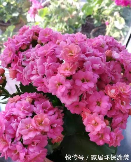 秋天给花换盆后，3件事不要做，不然难服盆，叶片还发黄