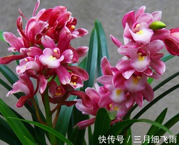 生活环境|建议每位养花人:阳台养花首选“香水之花”,花香浓郁、休养身心