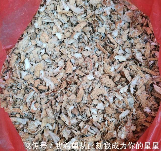 春兰|兰花的四个“大误区”,看似有道理,实则很陷阱,别被人忽悠了