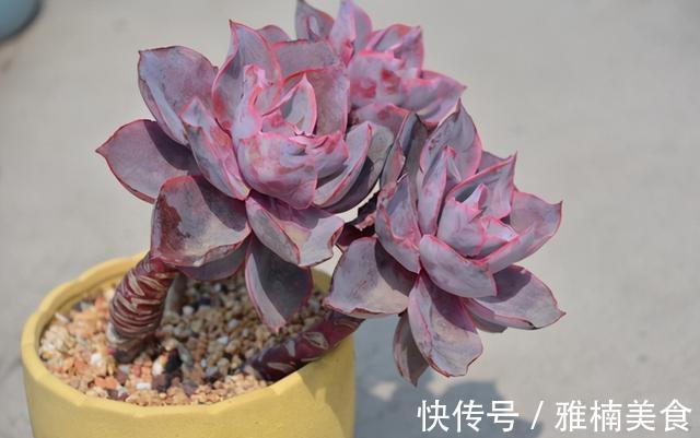 小株|发现一些晚霞多肉的老桩,在逆开挂区如何养出有状态的晚霞