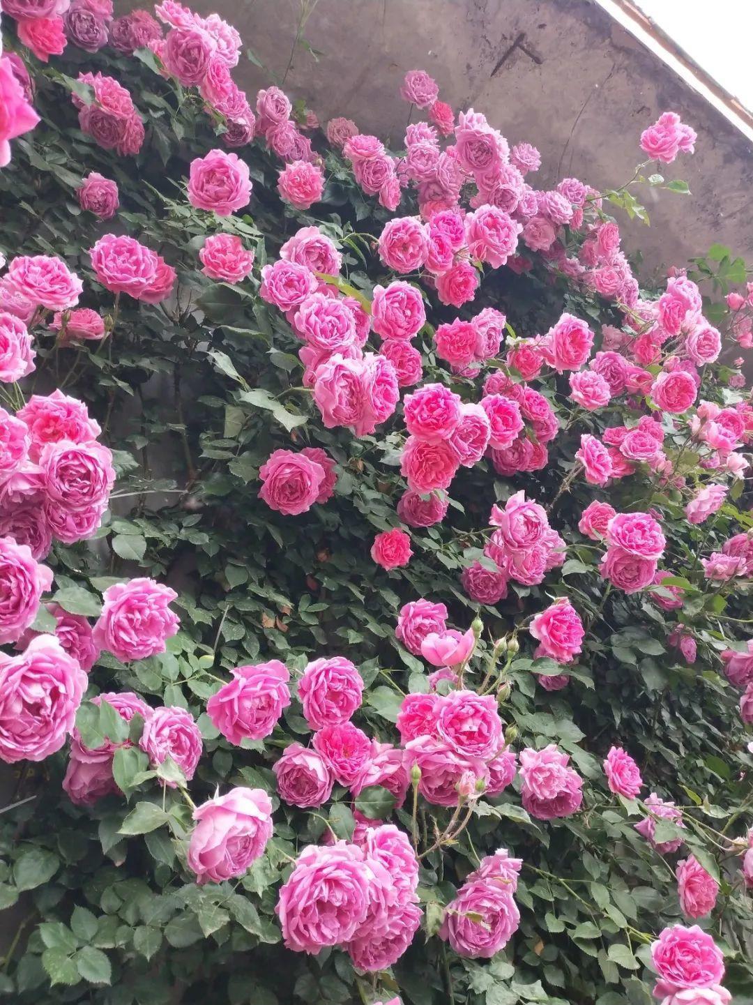 7种花要慎养,房前屋后都爬满,邻居有意见!