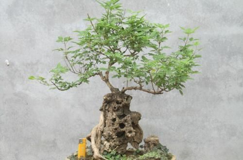 农村常见的黄荆和山榆适合做盆景吗，采桩时要注意什么