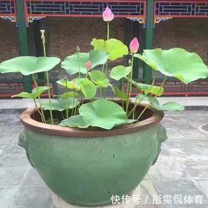 家里有小院子,三种花草不要种,容易泛滥招蛇虫,很多人都害怕