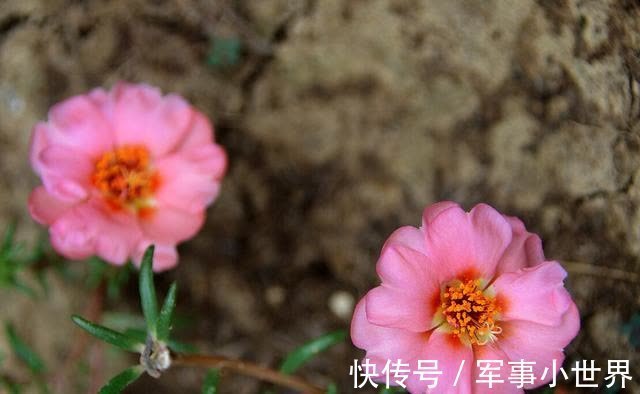 牡丹|太阳花里的“翘楚”,开花如牡丹,生长快速,开花还多