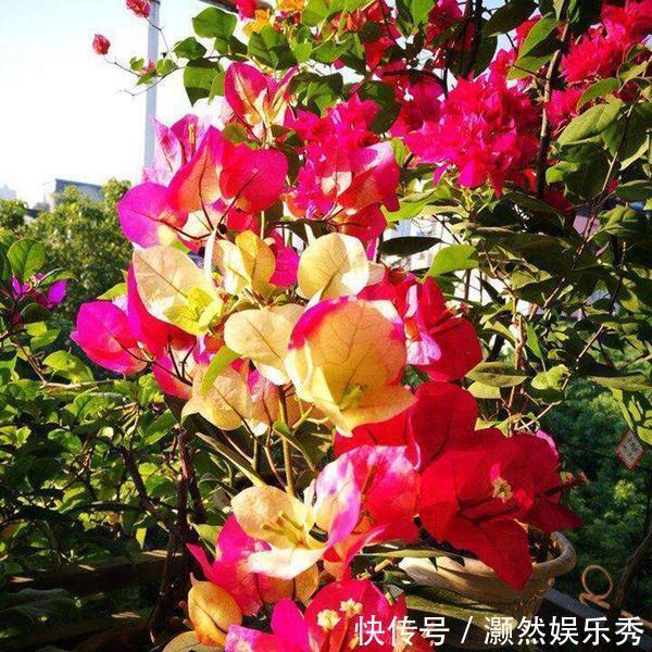 三角梅春天有“4喜”,做好了花叶一起窜,开满一树花