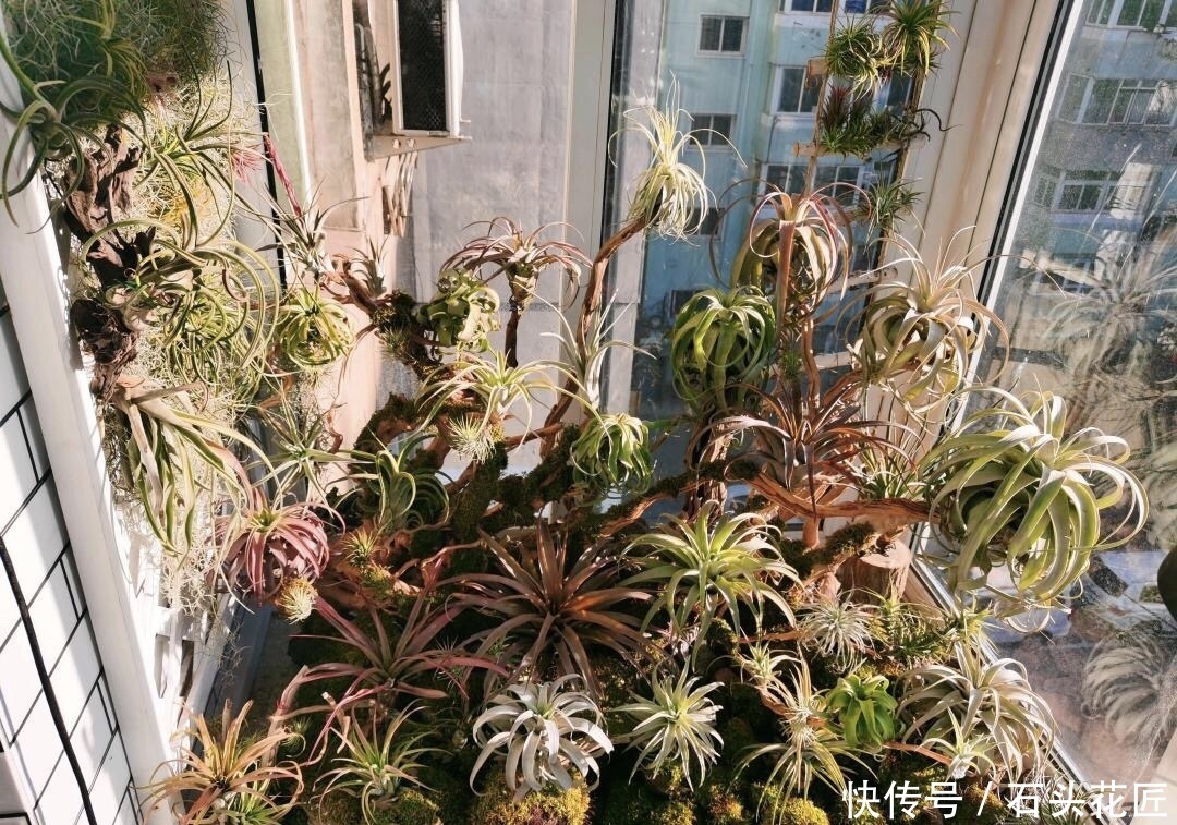 空气凤梨|此花最“皮实”,不用土、不用水就能生长,1养就是十几年