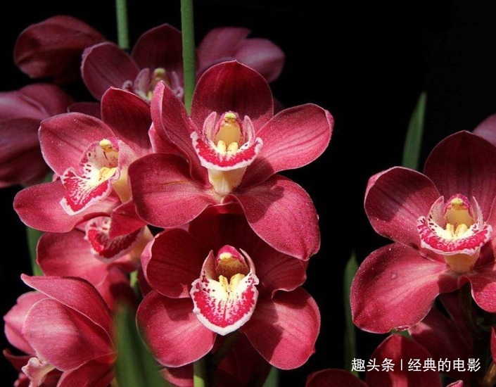 此花植株挺拔典雅豪华，色彩鲜艳异彩纷呈，是一种祥和的好兆头