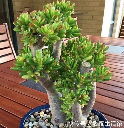 客厅见树,家业稳固!适合客厅养的五种树,大气美观,幸福感倍增