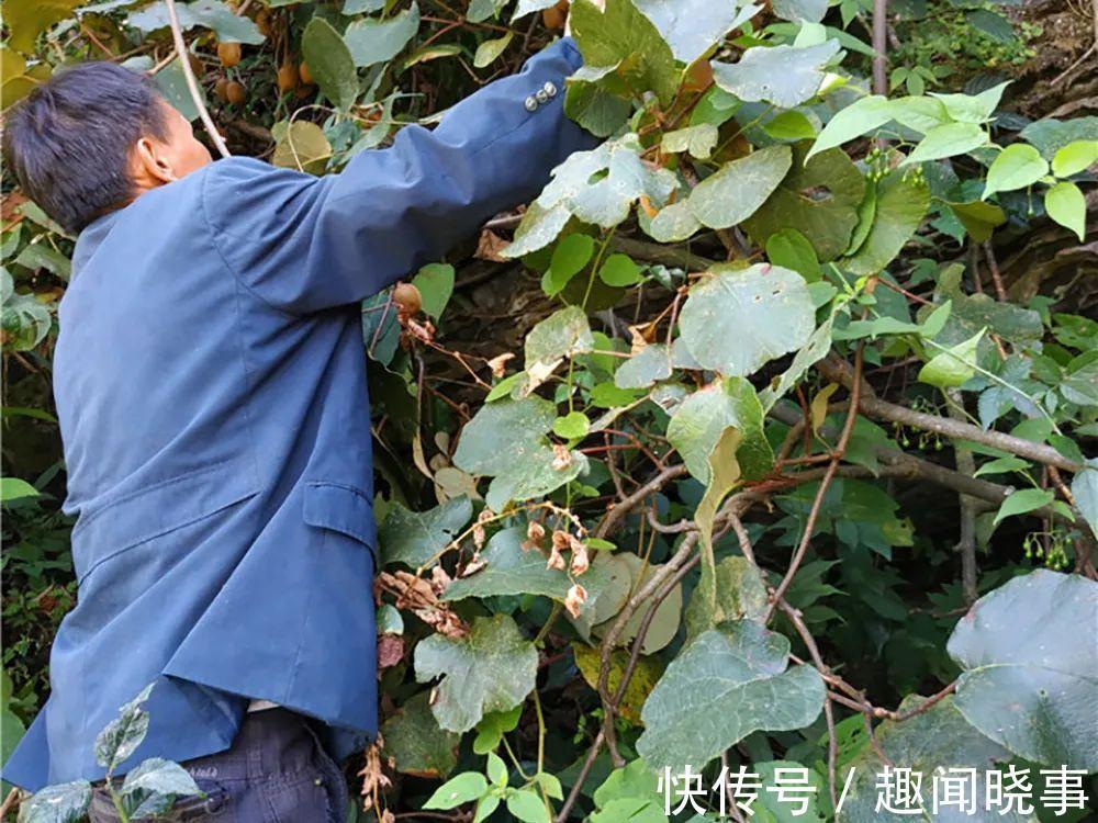 野果|这野果一熟就掉,9月满山都是,一次摘几百斤,农民翻山越岭采摘