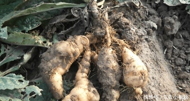  珍贵|它若长在您家路旁，请别拔掉，块根很珍贵，62元一斤