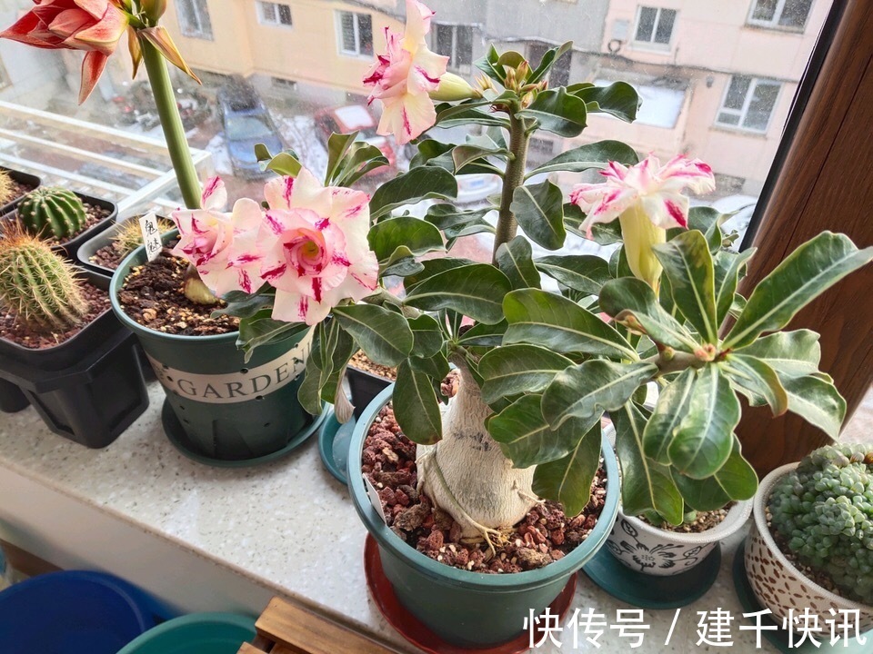 家里养6种花,把水浇得勤快了,容易烂根、黄叶,需要当心