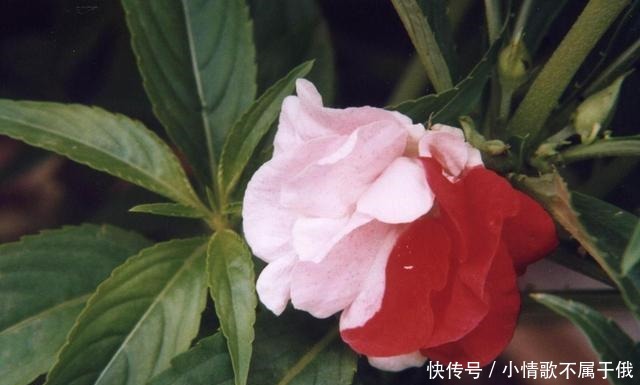 您家的院子，种了以下4种花卉吗我们一起来看看！