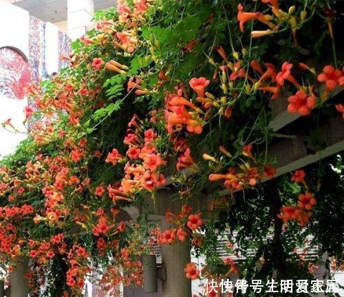 养10盆花不如种棵“树”一年花开170天，黑，吉，辽，冻不死
